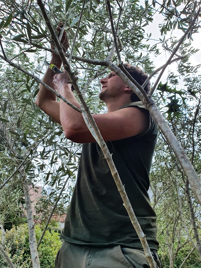 Taille d'un olivier à Hossegor