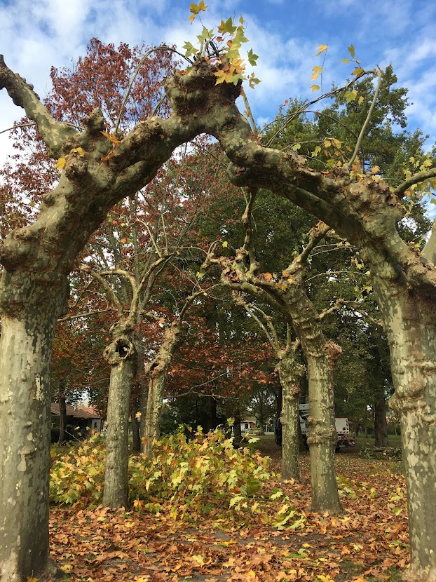 Mise en tonnelle d'un ensemble de platanes à Linxe dans les Landes 