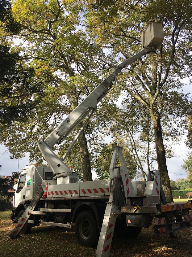 Elagage en nacelle à Mont de Marsan dans les Landes