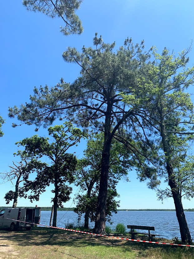 Elagage d'un pin au bord d'un lac à Mimizan dans les Landes