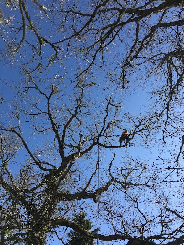 Elagage d'un chêne à Brocas dans les Landes